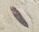 Partial Fossil Sycamore Leaf - Green River Formation #12088-1